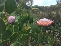 Botanischer Garten von Kapstadt